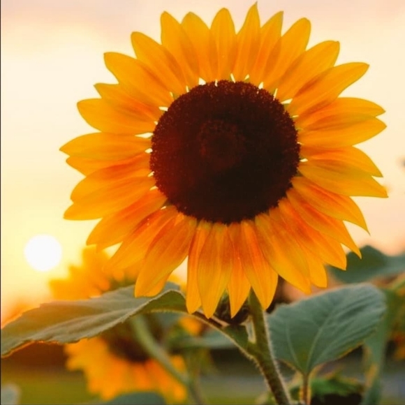 Meet your posher, Alicia - Picture 4 of 12